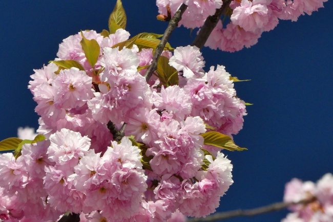 粉色樱花盛开高清图片