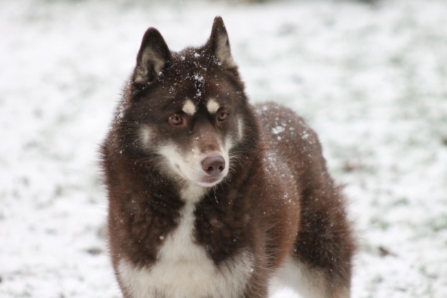 雪地雪橇狗摄影图片