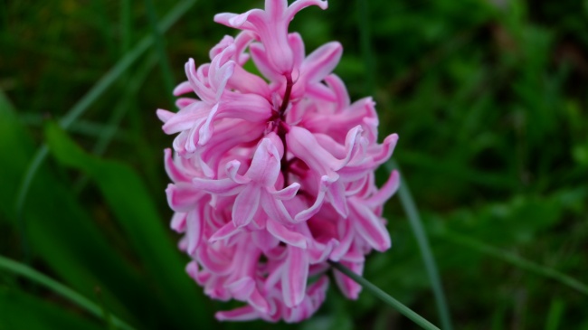 粉色风信子花朵图片