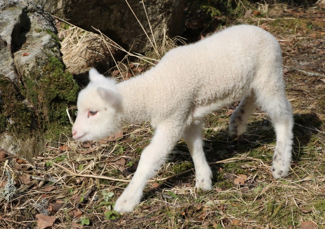 可爱白色小羔羊图片