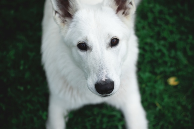 白色瑞士牧羊犬图片