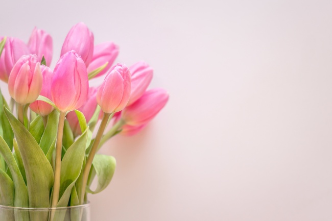 粉色郁金香鲜花图片