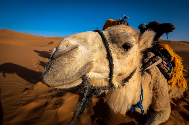新疆骆驼头部特写图片