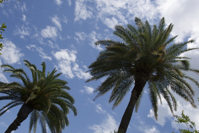 ‘~蓝天下鸟瞰棕榈树图片  ~’ 的图片