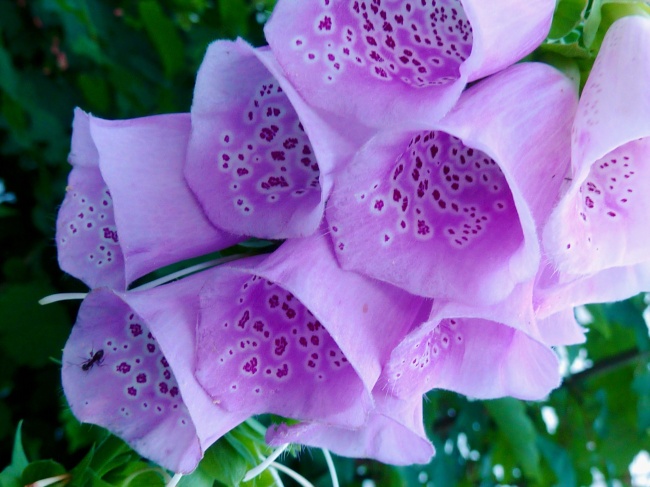 紫色毛地黄花朵微距图片
