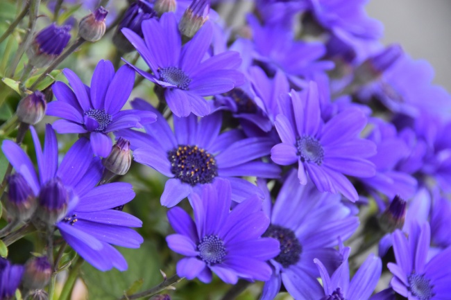 紫色菊花摄影图片