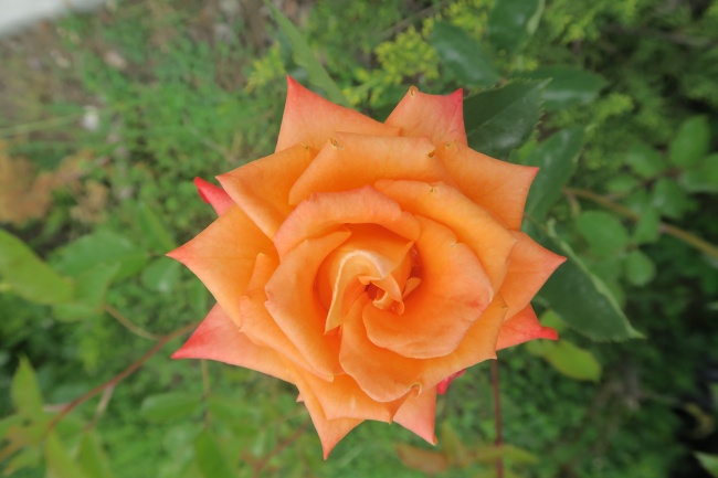 橙色玫瑰花朵特写图片