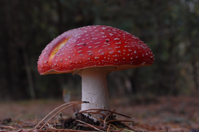 飞木耳毒蘑菇图片