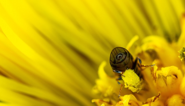 蜜蜂采蜜黄色背景图片
