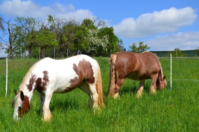 两匹马吃草图片