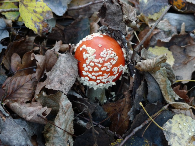 毒蕈红蘑菇图片