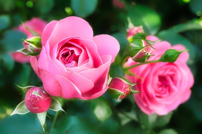 粉红色玫瑰花摄影图片