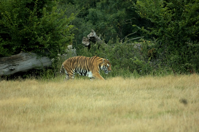 草地凶猛老虎图片