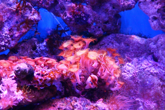 ‘~海洋水族馆珊瑚礁图片  ~’ 的图片