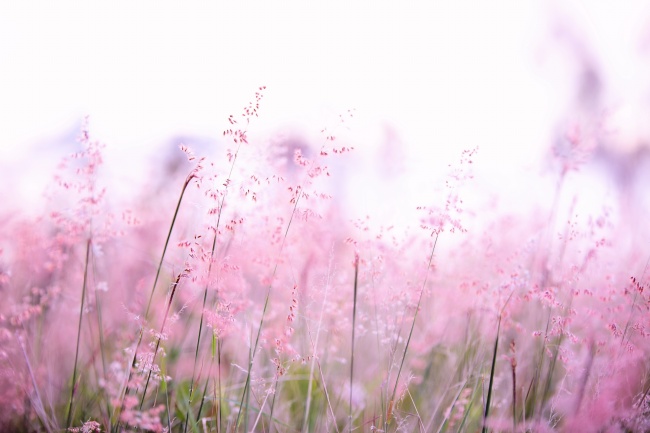 ‘~唯美粉色花草植物图片  ~’ 的图片