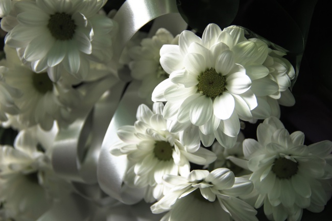白色清新小雏菊图片