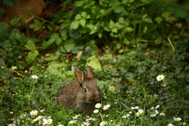 草地上的灰色兔子图片
