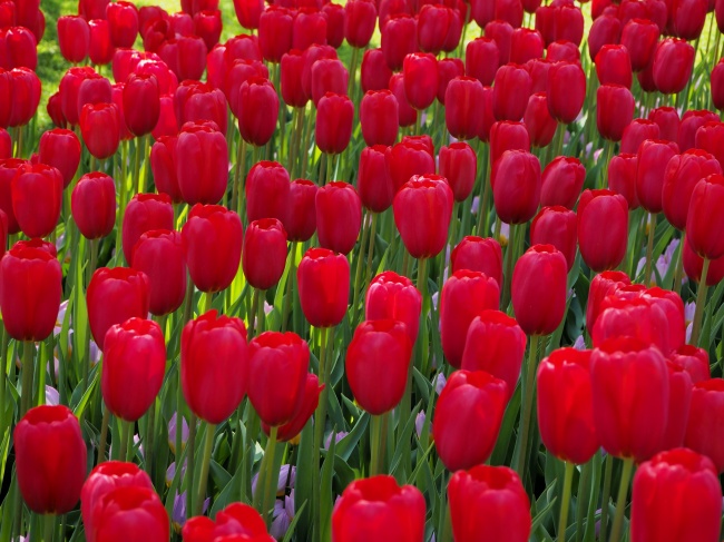 荷兰红色郁金香图片