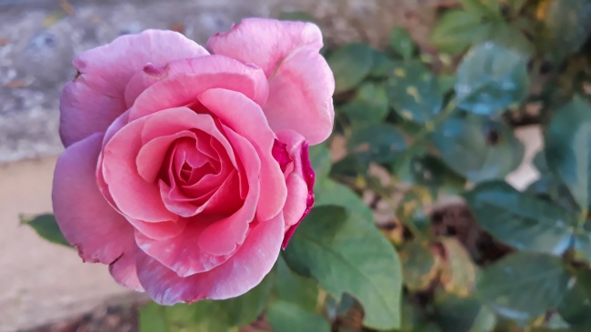 高清粉色玫瑰花朵图片