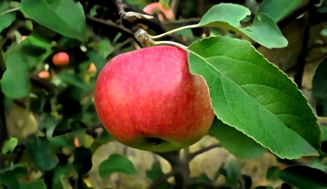 高清红苹果摄影图片