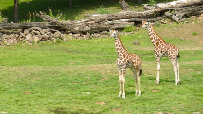 草地两只长颈鹿图片