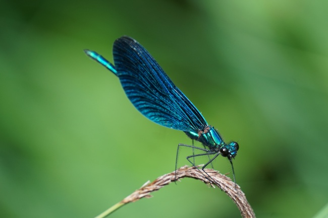 ‘~蓝色蜻蜓品种图片  ~’ 的图片