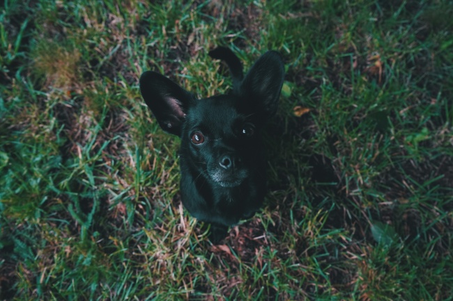 黑色狗狗品种图片