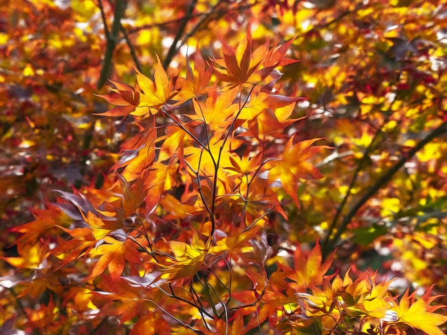 秋季观赏红枫叶图片