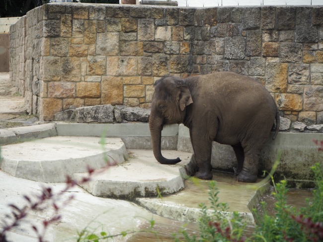 动物园大象观赏图片