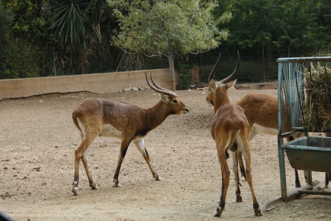 动物园小鹿图片