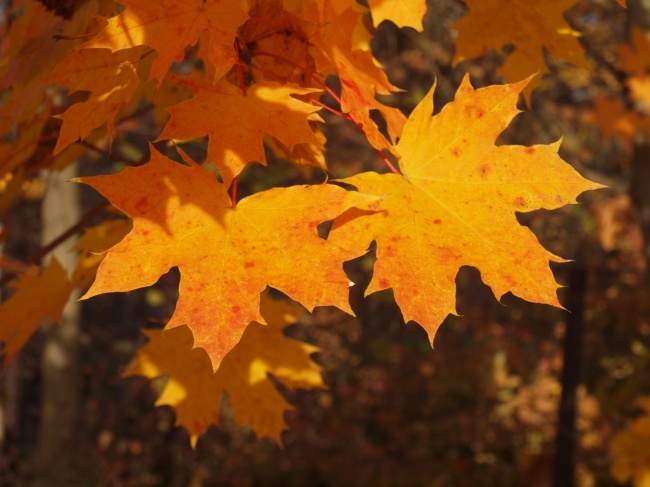 ‘~秋季树木黄树叶图片  ~’ 的图片