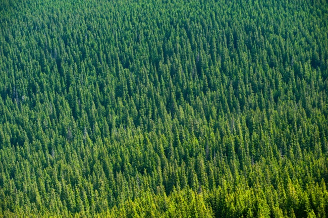 绿色树林航拍图