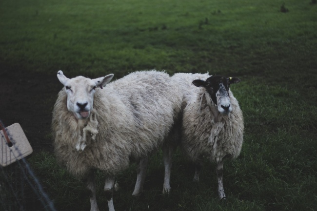 ‘~农场可爱绵羊图片  ~’ 的图片