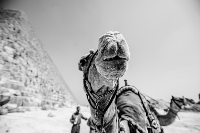 ‘~沙漠骆驼黑白图片  ~’ 的图片