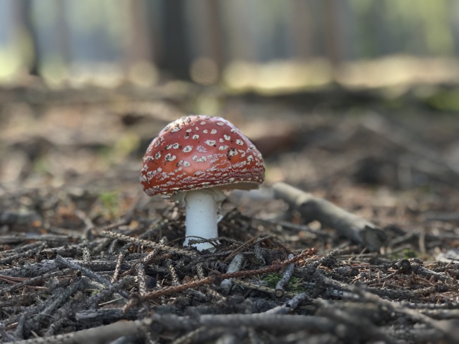 森林毒菌菇图片