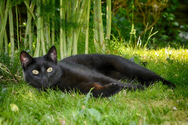 ‘~躺在草地的小猫图片  ~’ 的图片