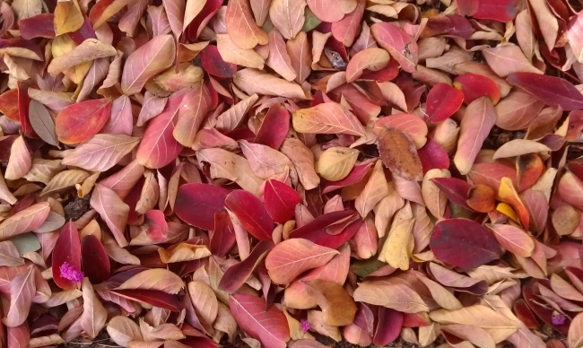 ‘~秋季红色落叶图片  ~’ 的图片