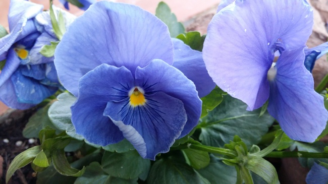 蓝色花朵绽放图片
