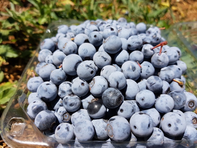 ‘~蓝莓水果图片  ~’ 的图片