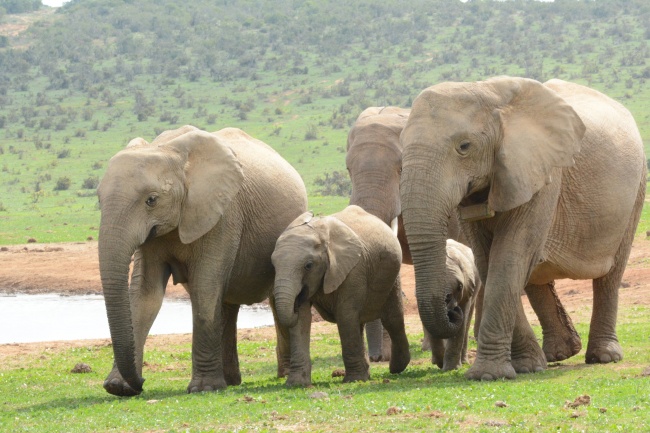 ‘~南非野生大象群图片  ~’ 的图片