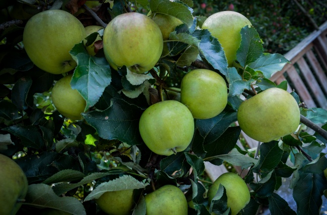苹果树青苹果图片