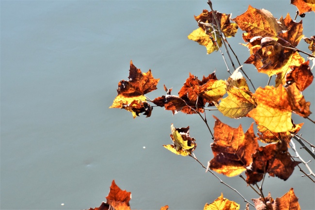 ‘~秋天枯黄树叶桌面高清背景  ~’ 的图片