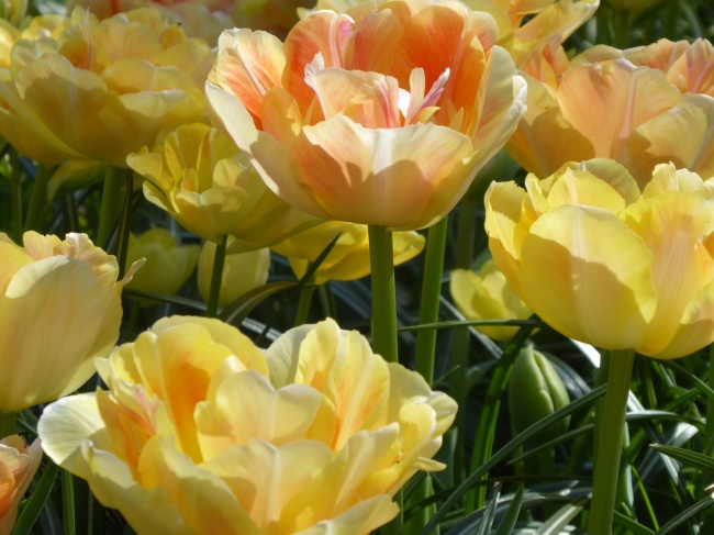 荷兰郁金香花朵近景图片