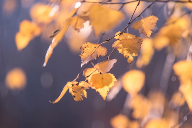 ‘~秋天黄色树叶图片  ~’ 的图片
