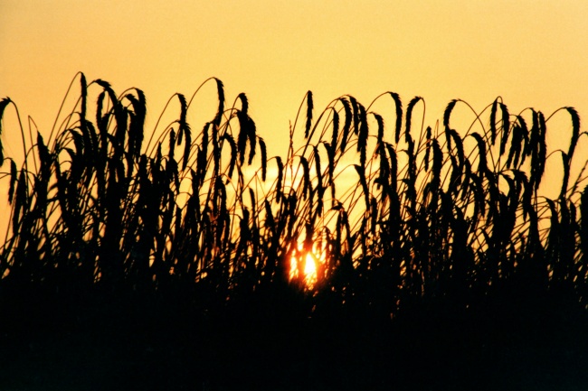 黄昏日落小麦剪影图片