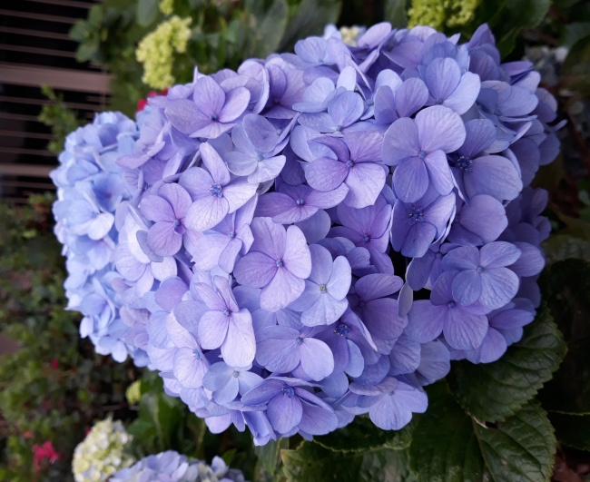 淡紫色绣球花团图片