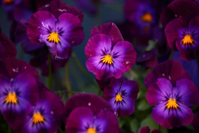 紫色紫罗兰花朵图片