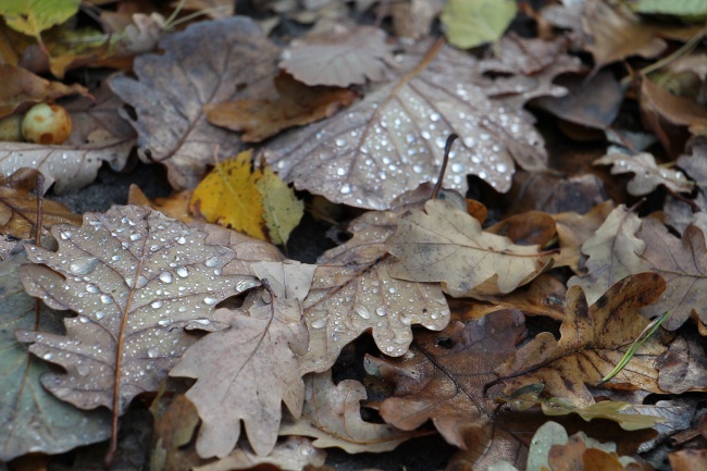 秋季地面落叶图片