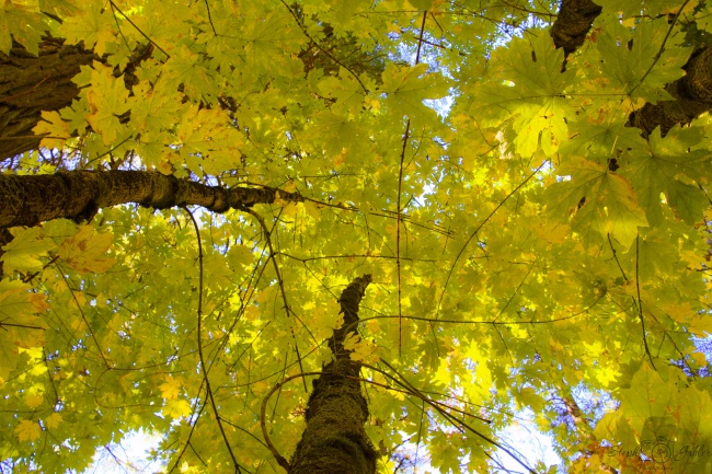 ‘~秋天树木黄叶鸟瞰图片  ~’ 的图片