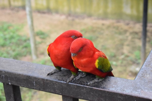 红色情侣鹦鹉图片